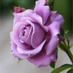 Meet your Posher, Sknomi